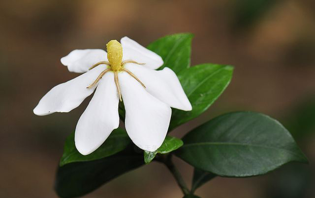 1元微课堂 植物油界的奇葩 栀子果油 深圳市欧家贸易有限公司